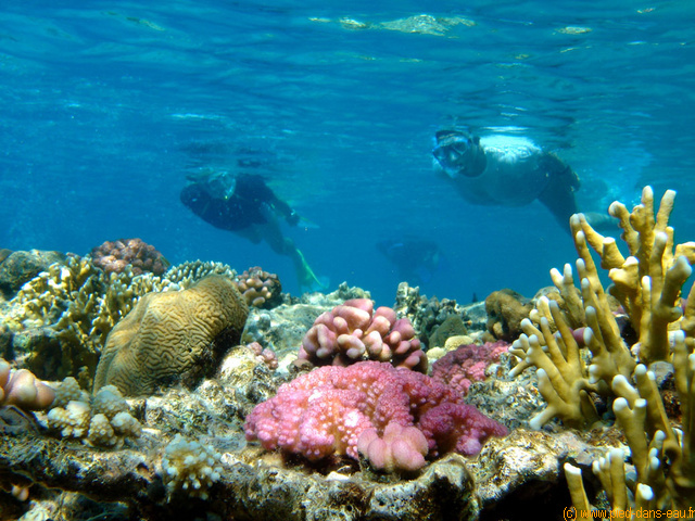 Un jardin de corail
DSC07060