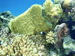 Demoiselle ou chromis bicolore dans son crin de coraux