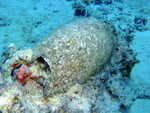 Amphore scelle dans le corail