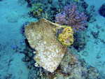 clat d'amphore scelle dans le corail