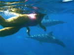 MOTION !!! les dauphins acceptent notre prsence
DSC00012 1