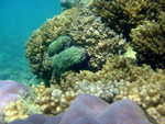 Vue du jardin de corail
DSC00342