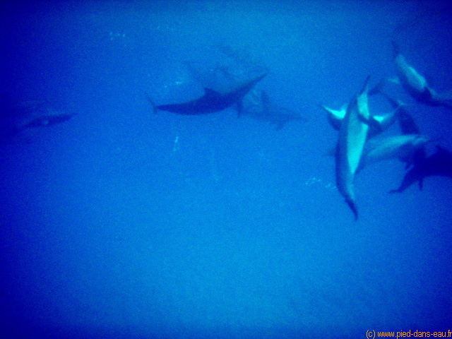 Les dauphins jouent entre eux
P4180007