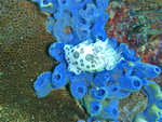 Limace de mer sur une ponge bleue