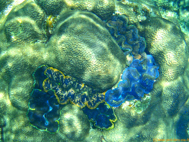 Collection de bnitiers incruste dans le corail