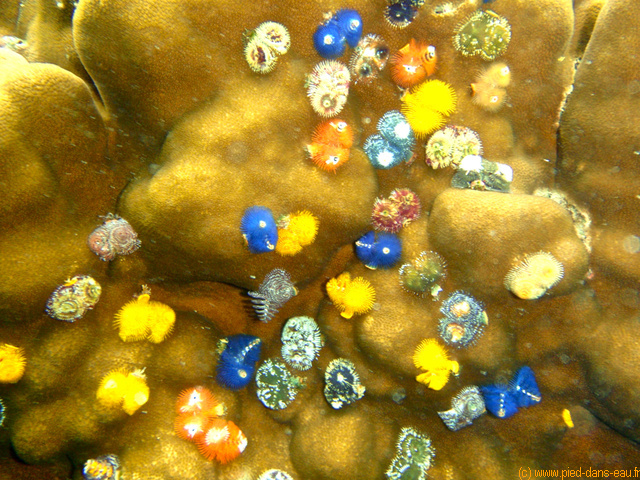 Spirobranches multicolores ou sapin de Nol.