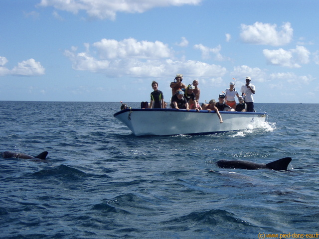 C'est avec les petits bateaux que nous avons le mieux vu les dauphins.