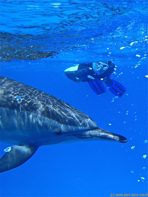 MOTION : Les dauphins nagent entre nous 