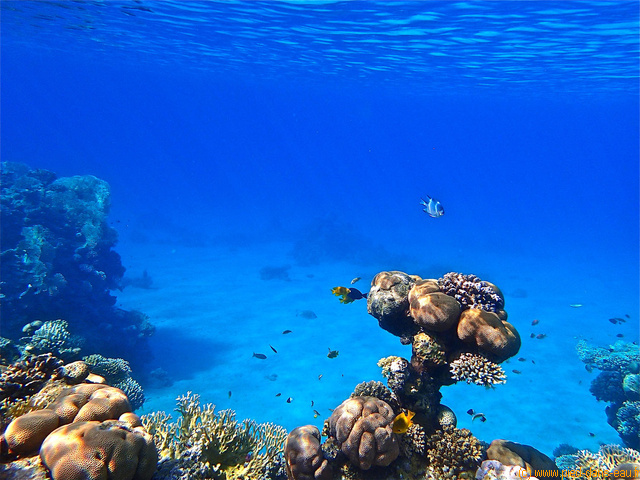 Panorama sous marin