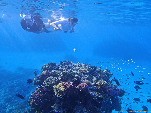 Le pinacle : tour de coraux
